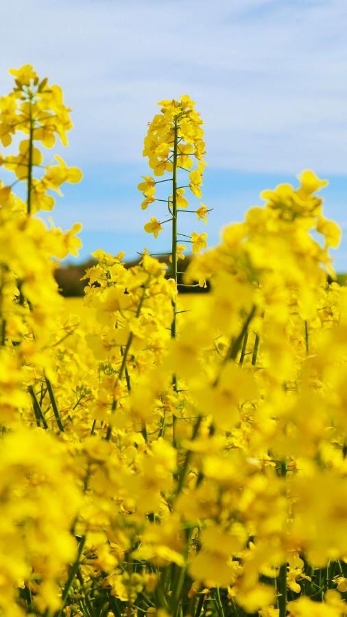 Knappagarden Glemminge Dış mekan fotoğraf